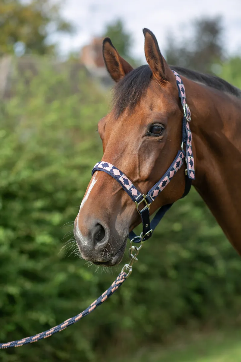 Hy Equestrian Woven Polo Head Collar And Lead Rope - Navy/Rose-3